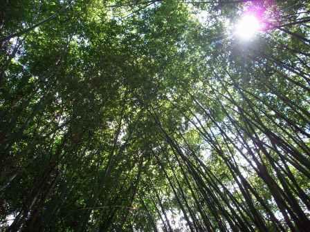 Bamboo foliage creates an umbrella for visitors that like to go hiking.