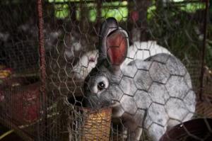 Rabbits are breaded in the project for guests to get to know and learn about their cares.
