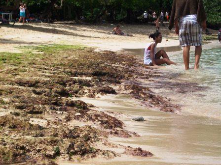 Algas marinas salen a orillas de la playa cuando las aguas del mar se calientan.