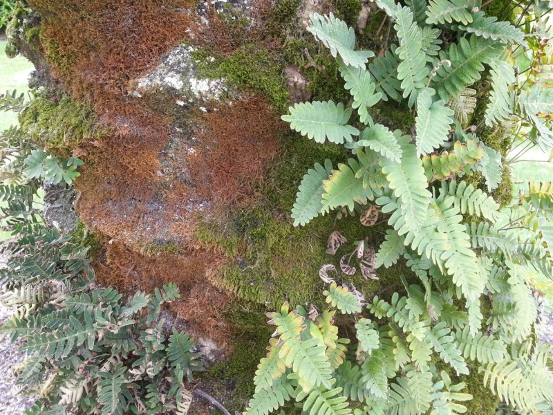 Mosses and lichens live on the trunks and stems of plants that provide nutrients.