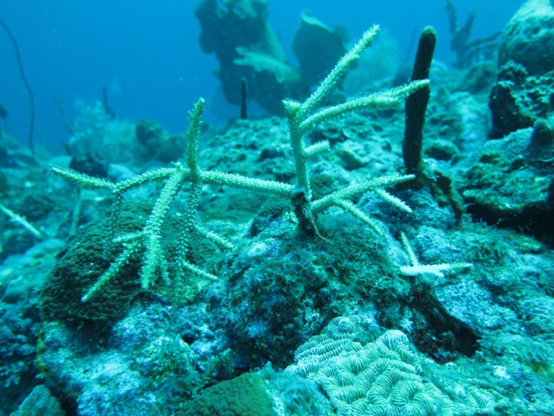Una vez hayan crecido lo suficiente y el área local esté mejorada, se procede a trasladar el coral. / Once the coral is mature and the local reef has been cleaned, corals are transported to the local. Image: Ruben Torres