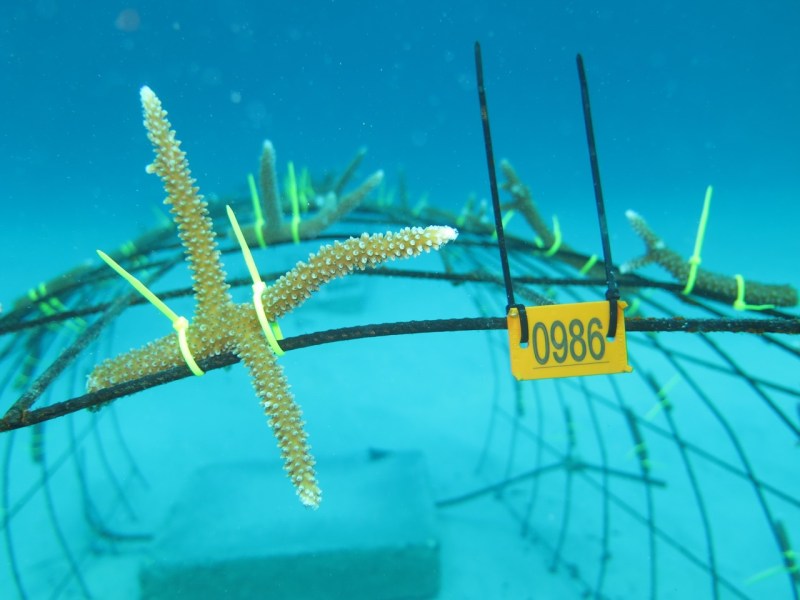 Los corales son etiquetadas para su seguimiento. / Corals are labeled to be followed and constantly supervised by specialists. Image: Ruben Torres