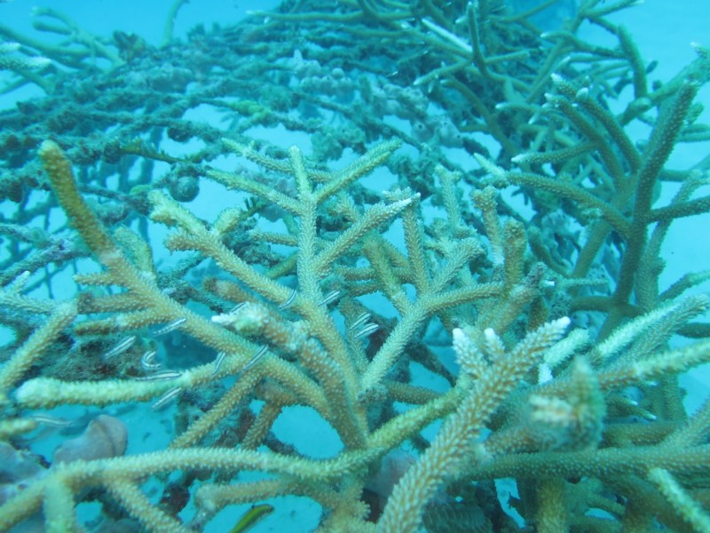 Corales crecen en los viveros para ser trasladados a los arrecifes. / Corals grow in artificial reef, to be transported after local cleaning and maintenance. Image: Ruben Torres