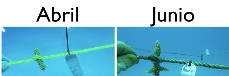 Los corales Staghorn crecen rápidamente. / Staghorn corals grow quickly. Image taken between April and June, 2013. By Ruben Torres