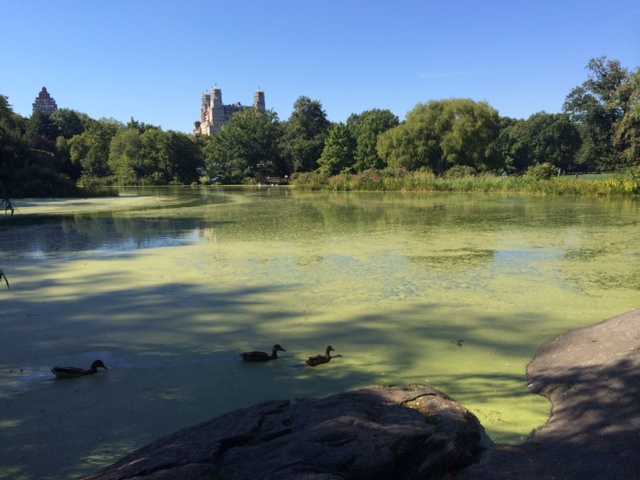 Central Park - Ceder Hill