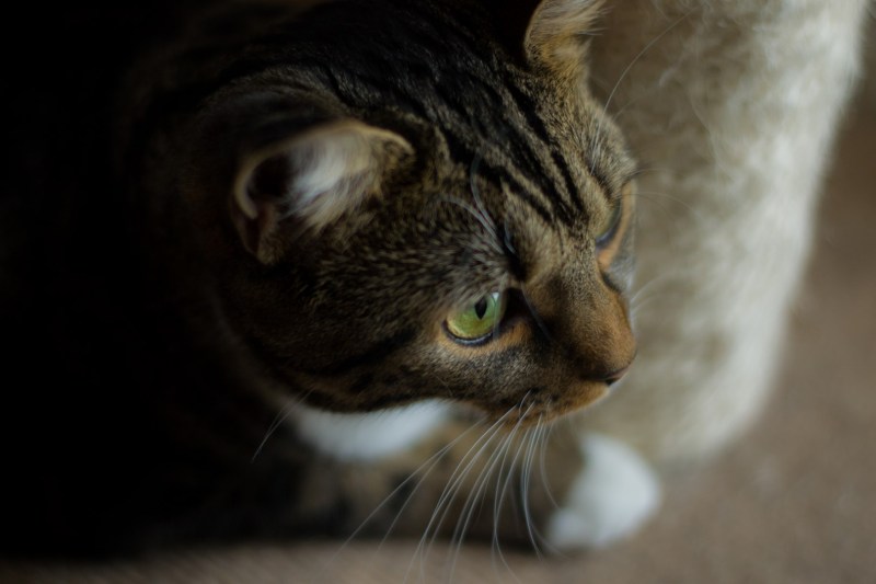 Green Eye Cat Discrimination