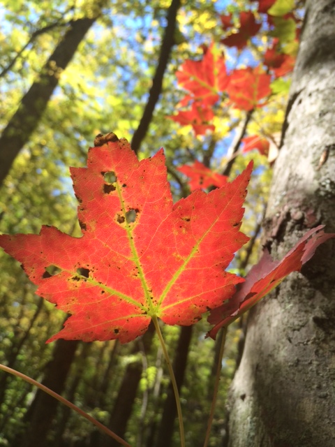 Arbol y hoja del otoño