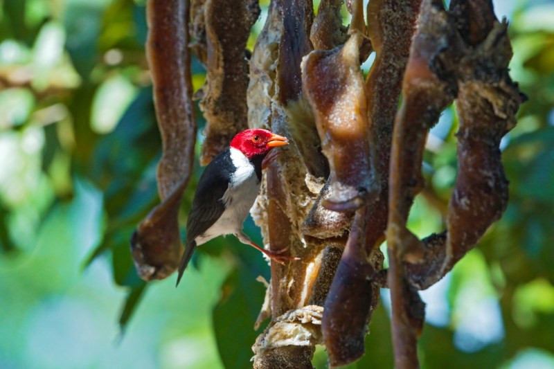Bird, Nature and meat consumption