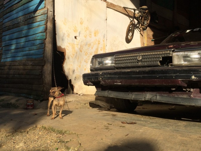 Mujeres en el campo 2 - perro